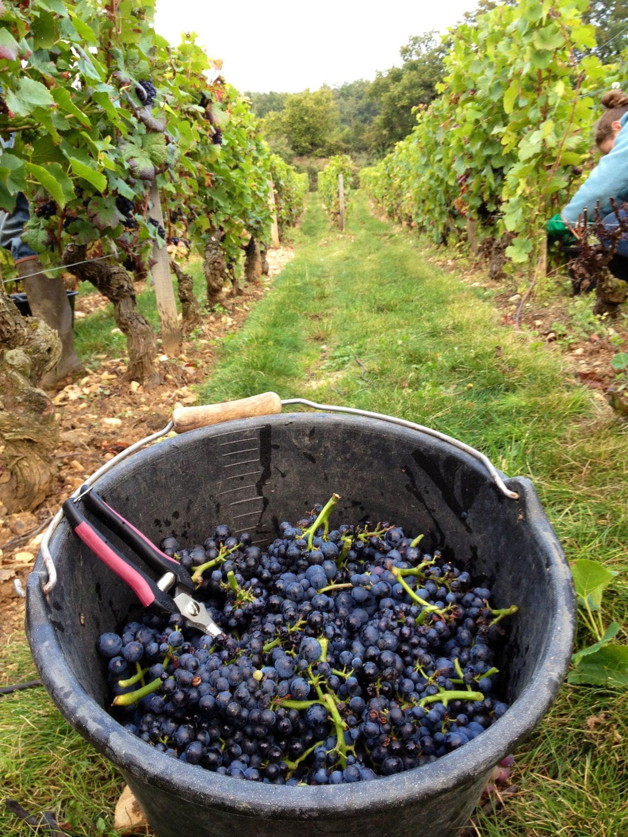 Arnoux Lachaux Nuits-Saint-Georges 1er Cru les Corvees Pagets 2010