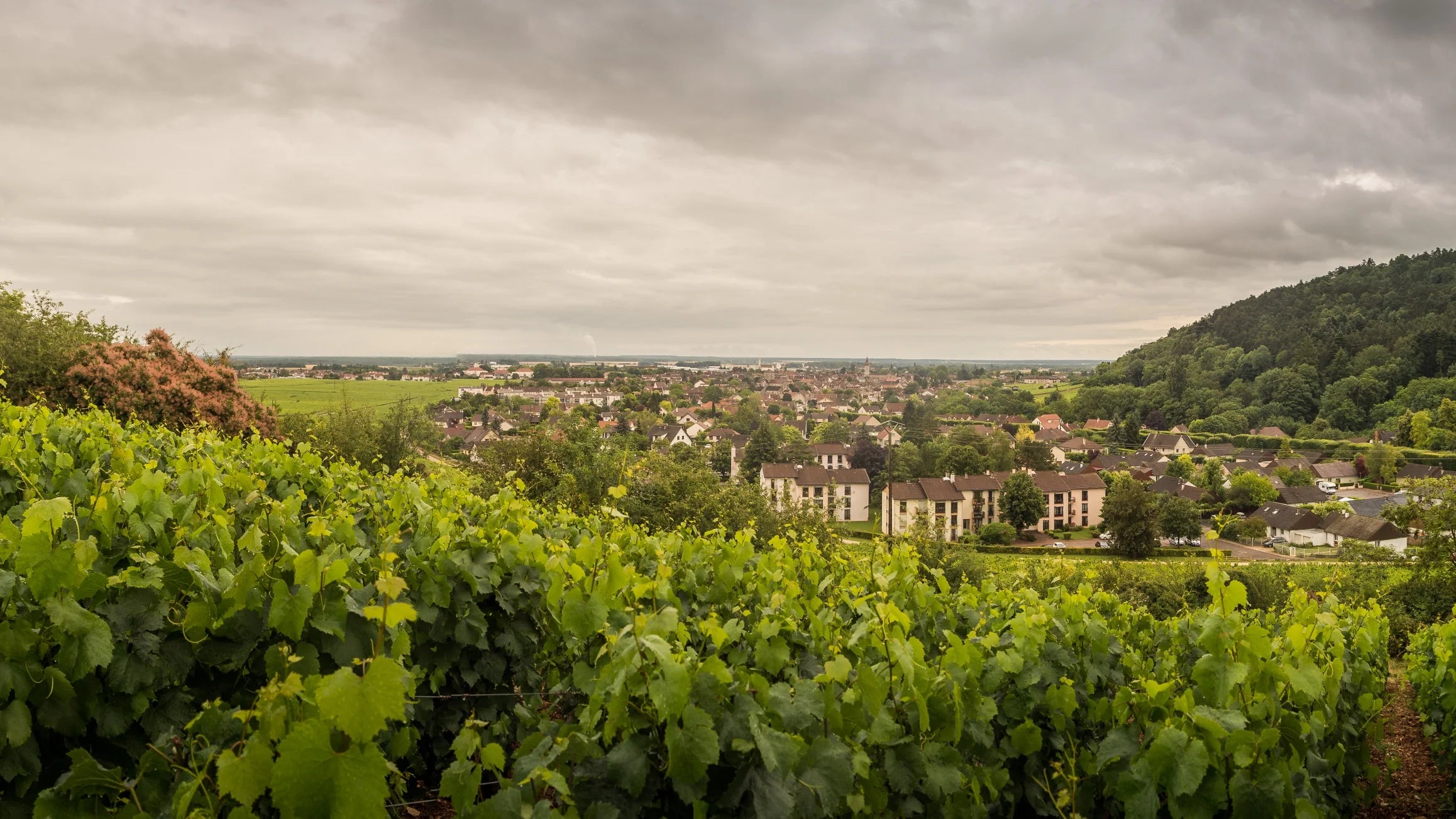 Arnoux Lachaux Nuits-Saint-Georges 1er Cru les Corvees Pagets 2010