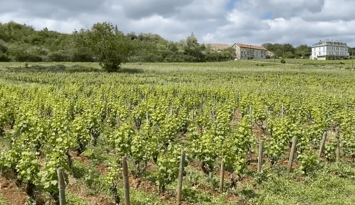 Domaine Dublere Nuits St Georges 1er Cru Aux Bousselots 2016