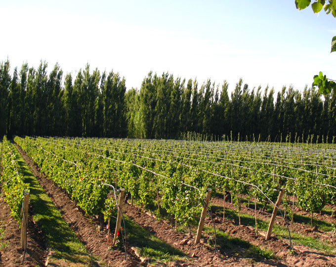 Bodega Chacra 'Cincuenta y Cinco 55' Pinot Noir 2020