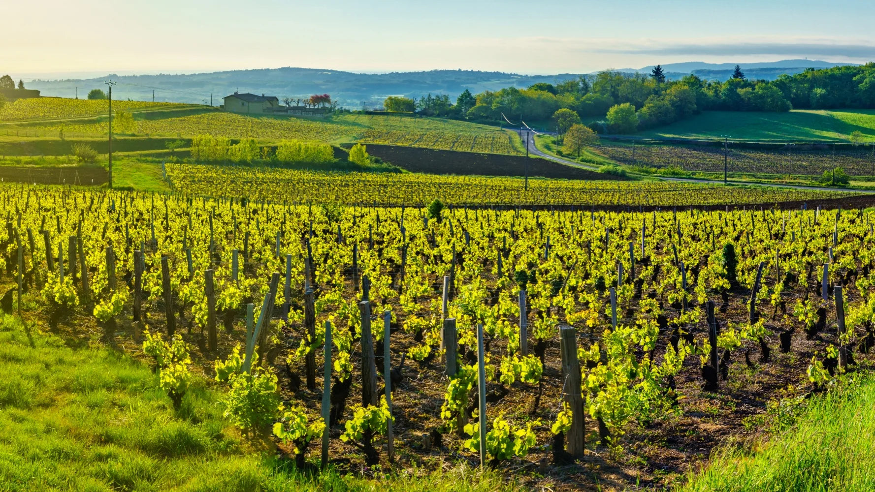 Domaine Chapoton Cote Du Rhone Villages Rochegude 2009