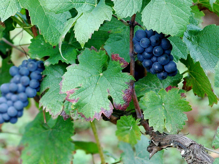 Domaine Laurent Pere & Fils Chambolle Musigny La Combe d'Orveaux 2016