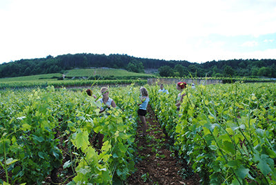 Dugat-Py Gevrey Chambertin 1er Cru Les Champeaux 2009