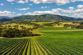 Giant Steps Chardonnay Tarraford Vineyard 2010