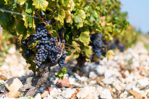 Janasse Chateauneuf-du-Pape Vieilles Vignes 2016