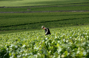 Joseph Drouhin Meursault 2020