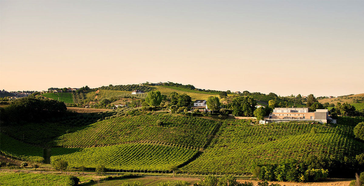 La Valentina Trebianno D Abruzzo Spelt 2011