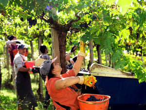 La Valentina Trebianno D Abruzzo Spelt 2011