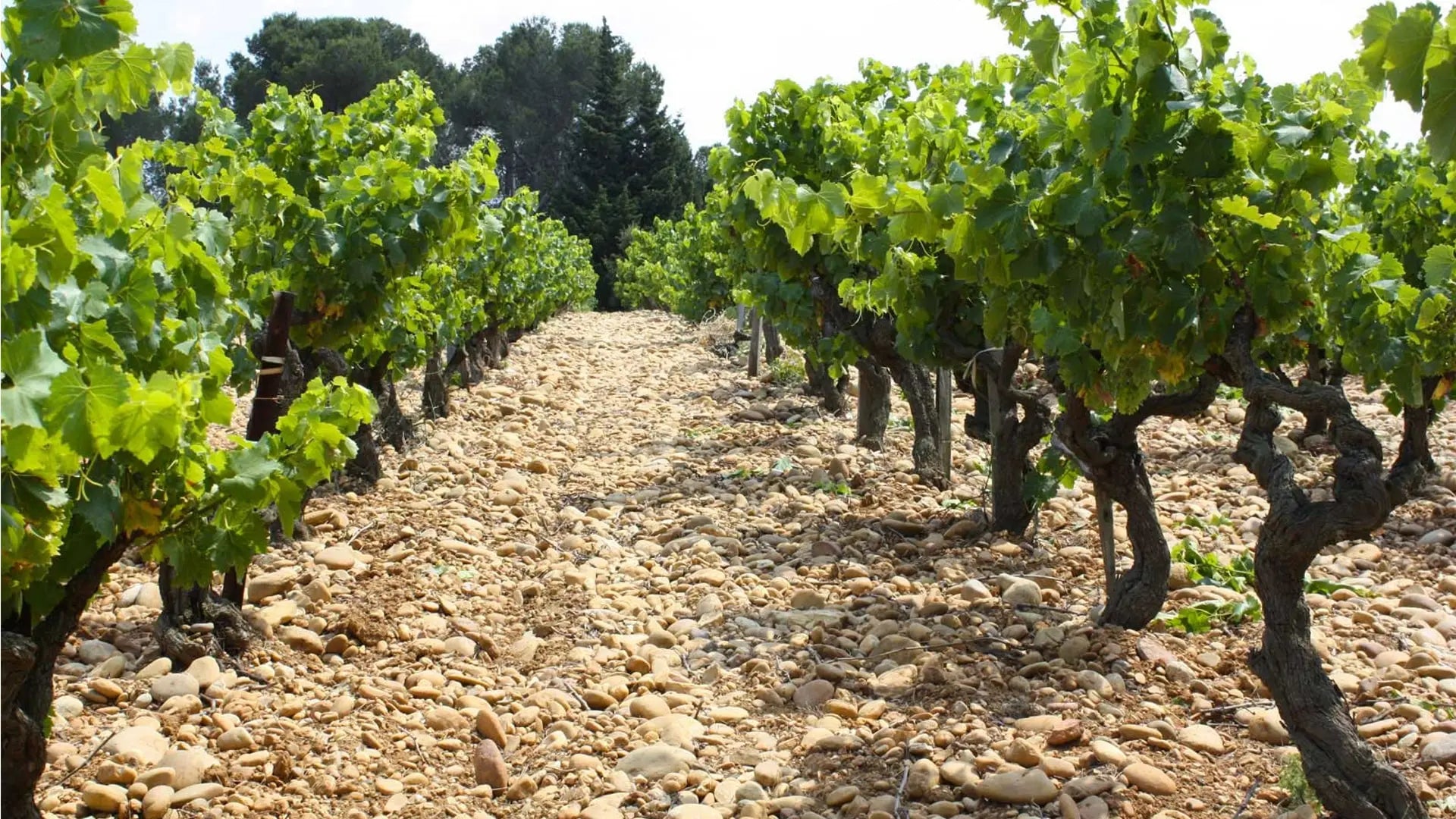 Le Clos du Caillou Cotes du Rhone des Garrigues 2013