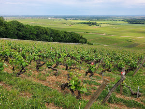 Ponsot Morey St. Denis 1er Cru Cuvee des Alouettes 2013