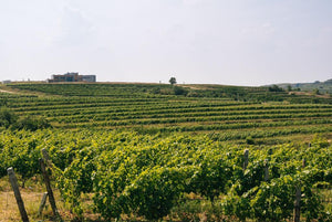 Planting grapes area  種植葡萄區域