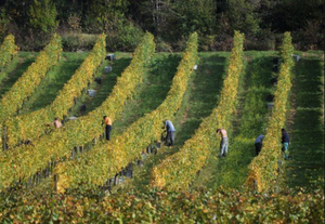 Patrick Hudelot Chambolle Musigny 1er Cru Les Beaux Bruns 2008